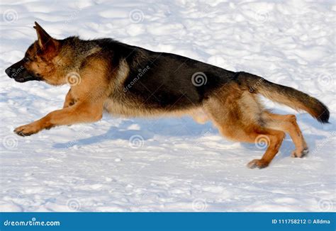 German Shepherd Running in the Snow Stock Photo - Image of cheerful ...