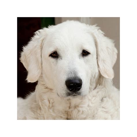 Hungarian Kuvasz | Dog-Breeds.com