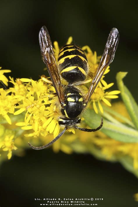 Minnesota Seasons Common Aerial Yellowjacket