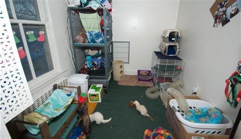 Клетка для хорька своими руками схема и чертежи