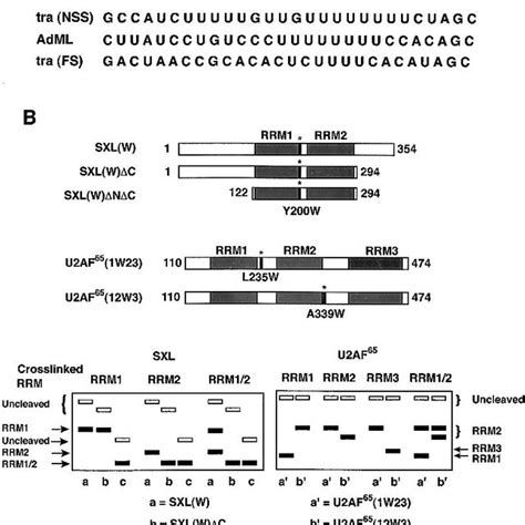 Schematics Of Site Specific Cross Linking Assay A Sequences Of