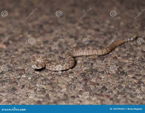 Baby Western Diamondback Rattlesnake in Arizona Stock Image - Image of ...