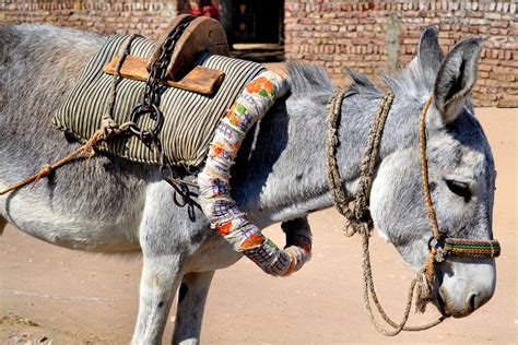 Harnessed Donkey With Saddle In Luxor Egypt Encircle Photos