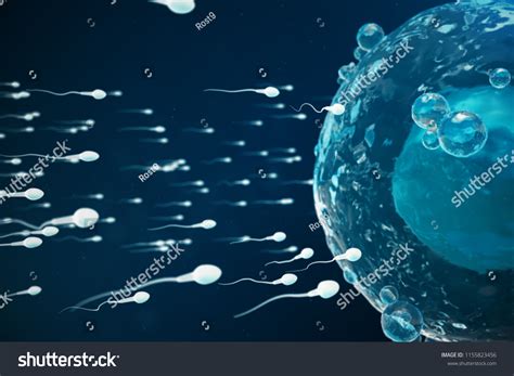 Sperm Egg Cell Ovum Native Natural Stock Illustration 1155823456