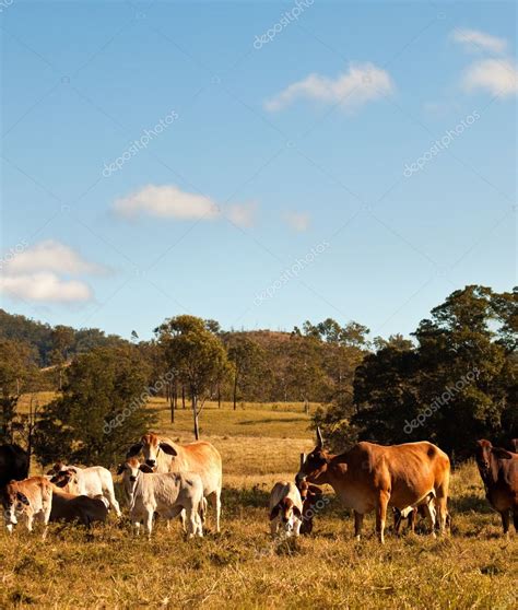 Australian Beef Cattle — Stock Photo © Sherjaca 11566017