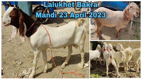 Lalukhet Bakra Mandi Latest Update 23April2023 Eid Mubarak