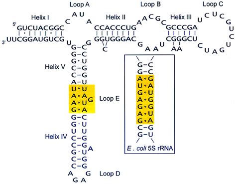 Secondary structure of human 5S rRNA. In all organisms, the structure ...