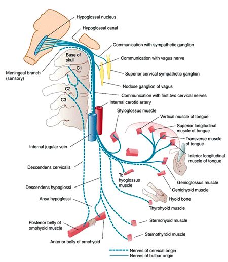 Hypoglossal nerve - RME