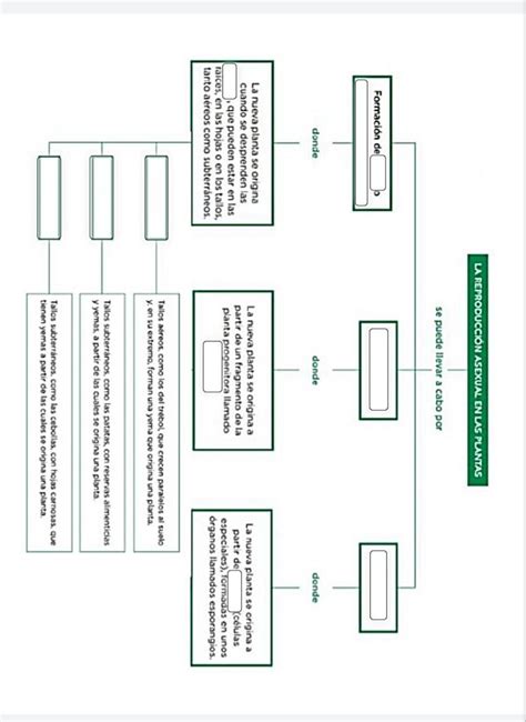 Reproducción Asexual Mapa Conceptual Brainly Lat