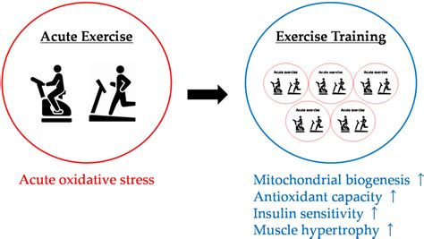 Figure 1 From Exercise Induced Oxidative Stress And The Effects Of