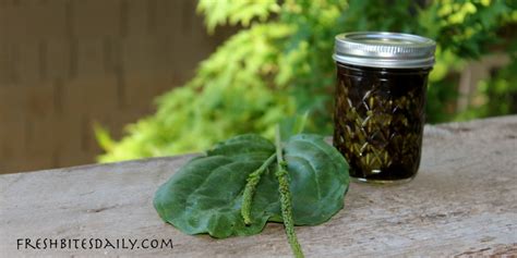 A Plantain Leaf Poultice for Hikers and Gardeners for Bites, Swelling ...