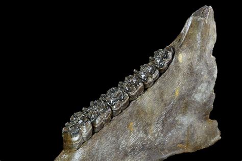 14.2" Fossil Horse (Equus) Jaw - River Rhine, Germany (#123492) For ...