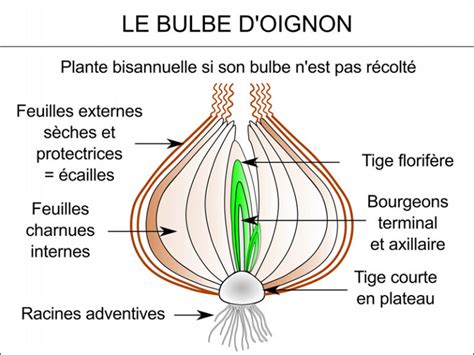 Je Porte Tunique Par Dessus Tunique Sans Point Ni Couture Qui Suis Je