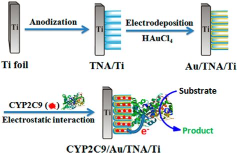 Synthesis Of Tio 2 Nanotube Arrays System For Investigation Metabolite Download Scientific