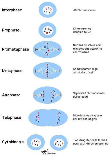 Easy Mnemonic To Remember Stages Of Mitosis Biology Classroom