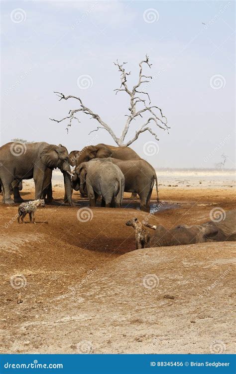 Elephants Mourning Their Dead Stock Photo - Image of filled, curled ...