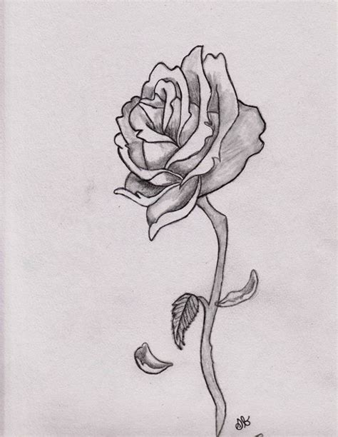 Beautiful Rose S Brown Photography Drawings Illustration