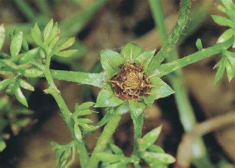 How To Remove Burr Weeds From Your Lawn Myhometurf