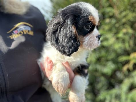 Chiot Elevage Du Mas Ensoleillé eleveur de chiens Cavalier King