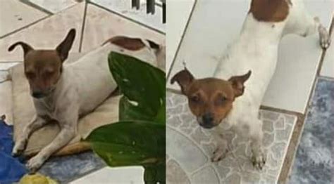 Donos Pedem Ajuda Para Encontrar Cachorrinho Que Desapareceu No Bairro