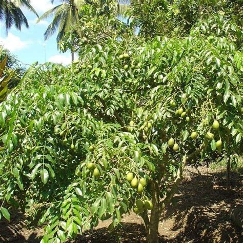 Spanish Plum Jocote Spondias Purpurea Topical Fruit Live Tree