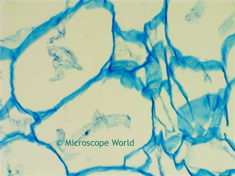 Microscope World Blog Fruit And Flower Microscope Slides