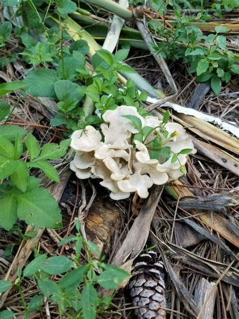 Id Request South East Florida Mushroom Hunting And Identification