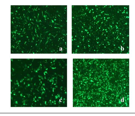 23 Fluorescence Due To Egfp Expression In Cell Cultures 24 Hours Post