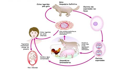 O Que É Toxoplasmose - Toxoplasmose - Zoonoses