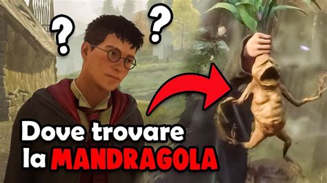 Dove TROVARE La MANDRAGOLA E La TENTACULA VELENOSA In HOGWARTS LEGACY