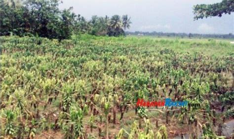 Petani Pepaya Di Purwadadi Ciamis Merugi Akibat Banjir