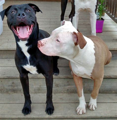 19 Smiling Pit Bulls Who Are Really, Really, Really Happy