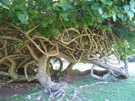 Hau Treecrazy Branch System Trees To Plant Honolulu Zoo Tree