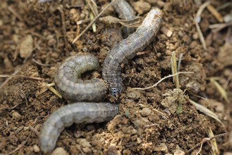 Common Cutworm Pests Of Bhutan