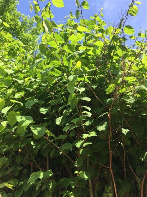 Japanese Knotweed Removal In London Eradication Experts