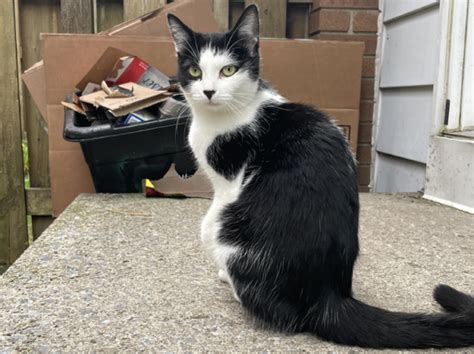 Help Stray Cats As Winter Approaches Ottawa Rescue Groups Plead