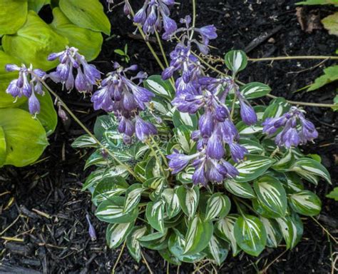 P00 Hosta 'Pandoras Box' from The Hosta Helper - Presented by PlantsGalore.Com