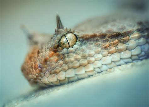 Snake By Detlef Knapp Via 500px Beautiful Snakes Snake Reptiles