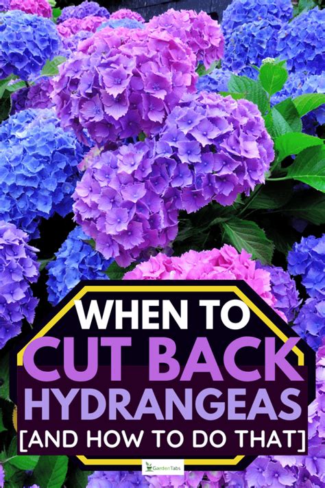 When To Cut Back Hydrangeas And How To Do That