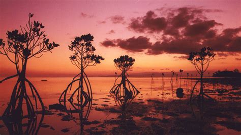 Nagura Bay (Okinawa) – Japanese Museum