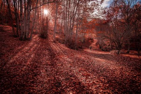 4K 5K Autumn Forests Trees Foliage HD Wallpaper Rare Gallery