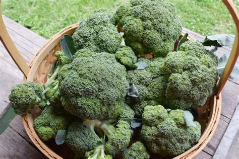 How To Grow Broccoli Beginners Guide