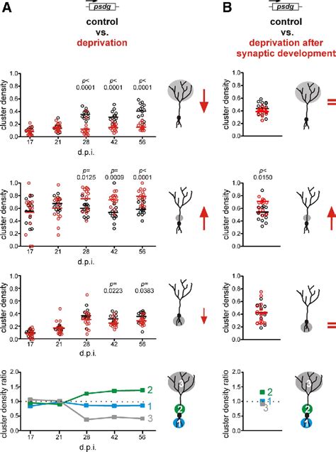 Figure 2 From A Critical Period For Activity Dependent Synaptic