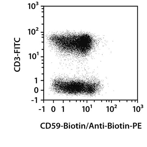 CD59 Antibody Anti Human REAfinity Miltenyi Biotec USA