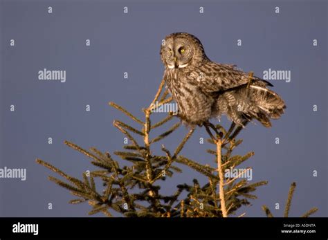 Follow Ups Hi Res Stock Photography And Images Alamy