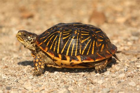 Todo Tortugas Terrapene Ornata Tortuga De Caja Occidental