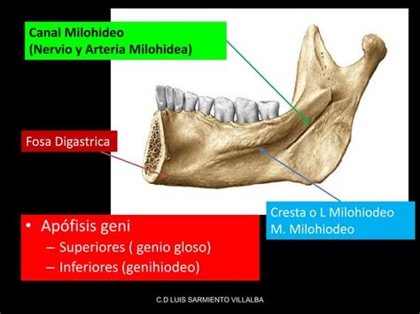 HUESO MAXILAR INFERIOR