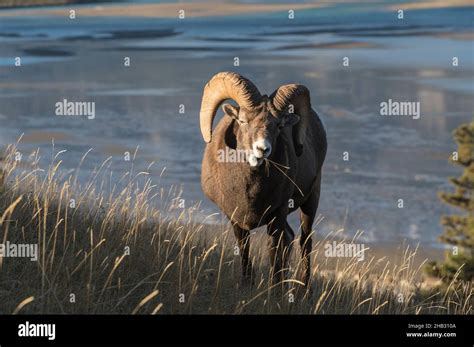 Rocky Mountain Bighorn Sheep Ram Ovis Canadensis Jasper National