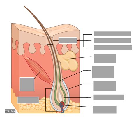 Hair Diagram Quizlet