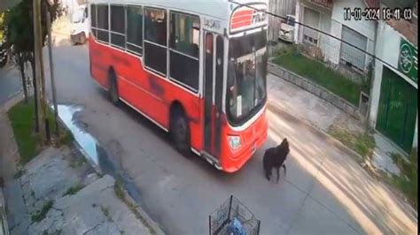 Detuvieron Al Colectivero Que Arrolló A Un Perro